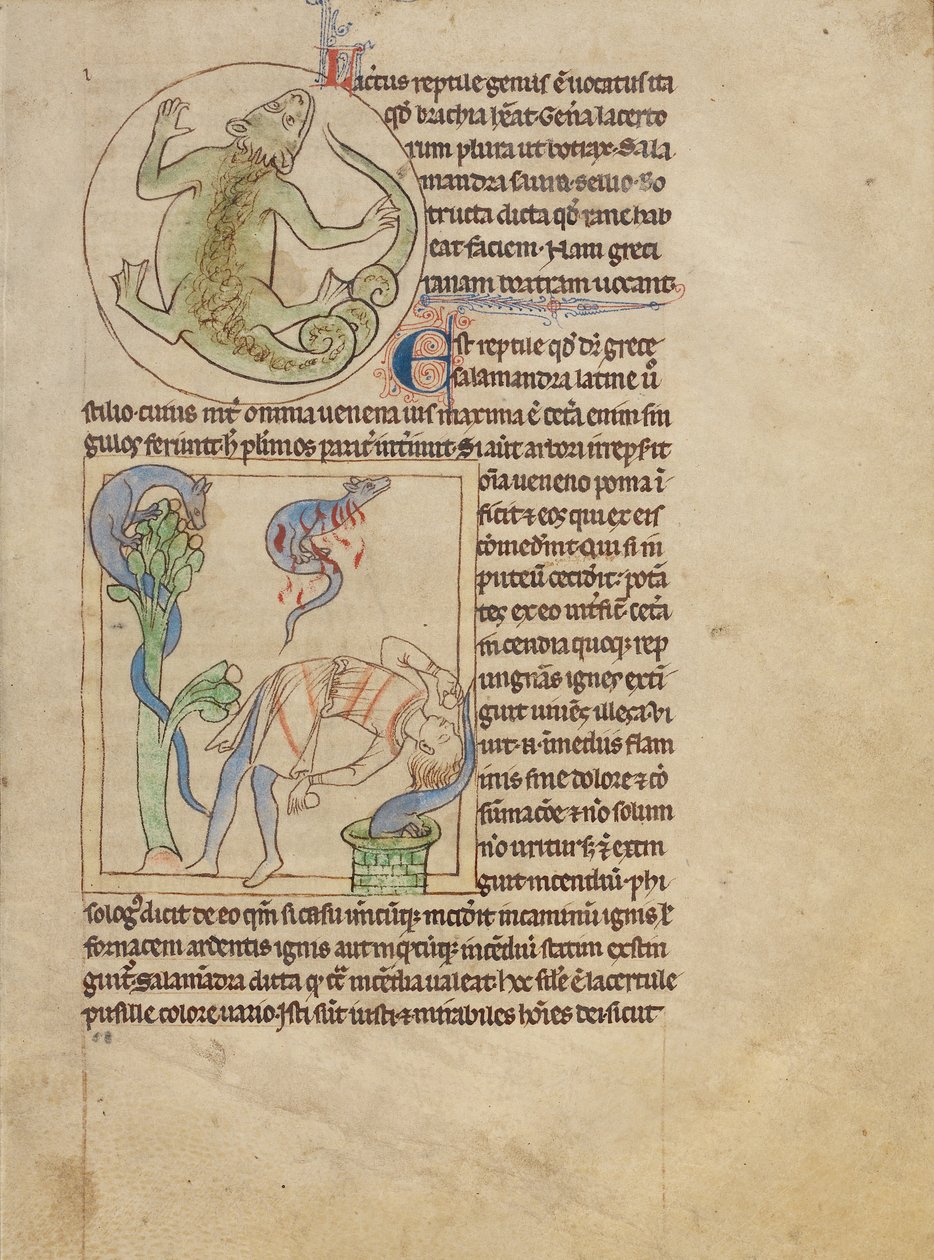 Et firben; salamandre af Unknown artist