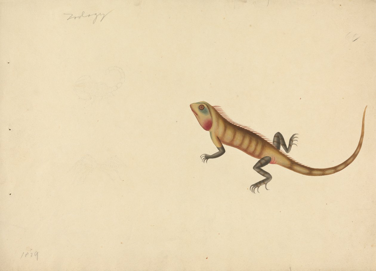 En firben med skitser af en skorpion og en edderkop af Unknown artist