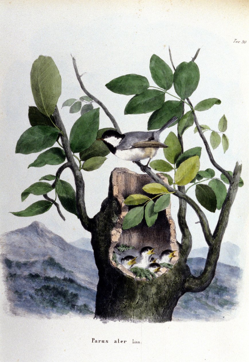 En tavle, der repræsenterer en almindelig fugl (eller spurv) nær dens rede. af Unknown artist