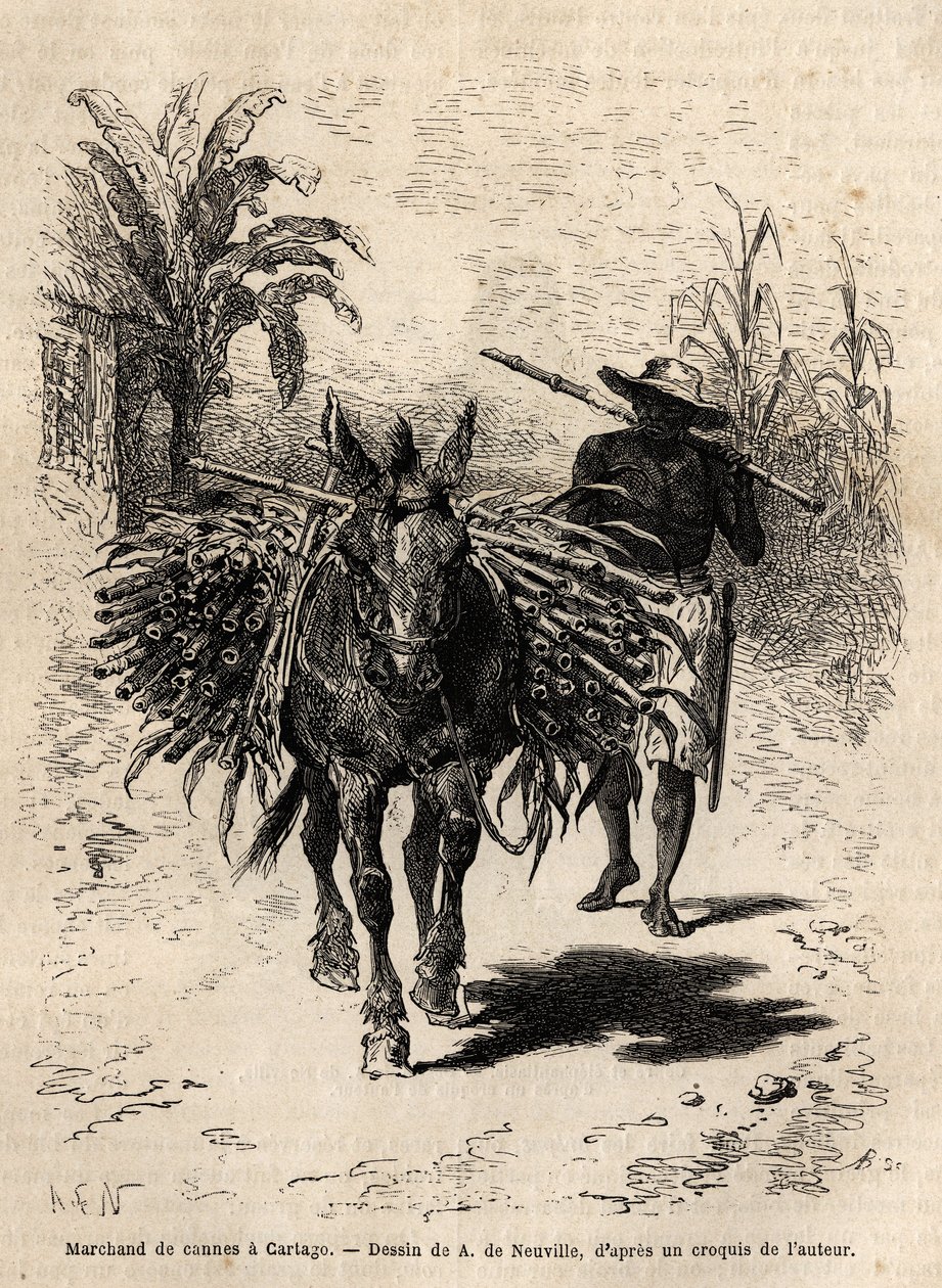 En sukkerrørshandler og hans muldyr i Cartago (Costa Rica), den eneste købmand, der besjæler de tomme gader i byen. Indgravering til illustration af rejsen til New Granada, af Dr. Saffray, i 1869, udgivet i "" Le tour du monde""" 1873, redigeret af Edouard af Unknown artist