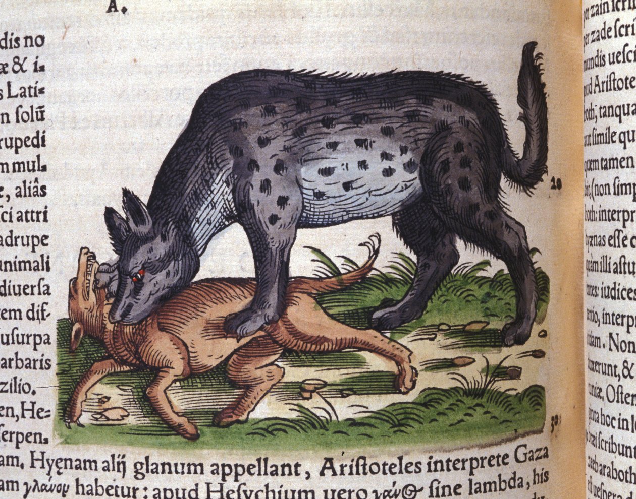 En hyæne, der angriber en hund fra Konrad Gesners Historiae animalium, Tiguri af Unknown artist