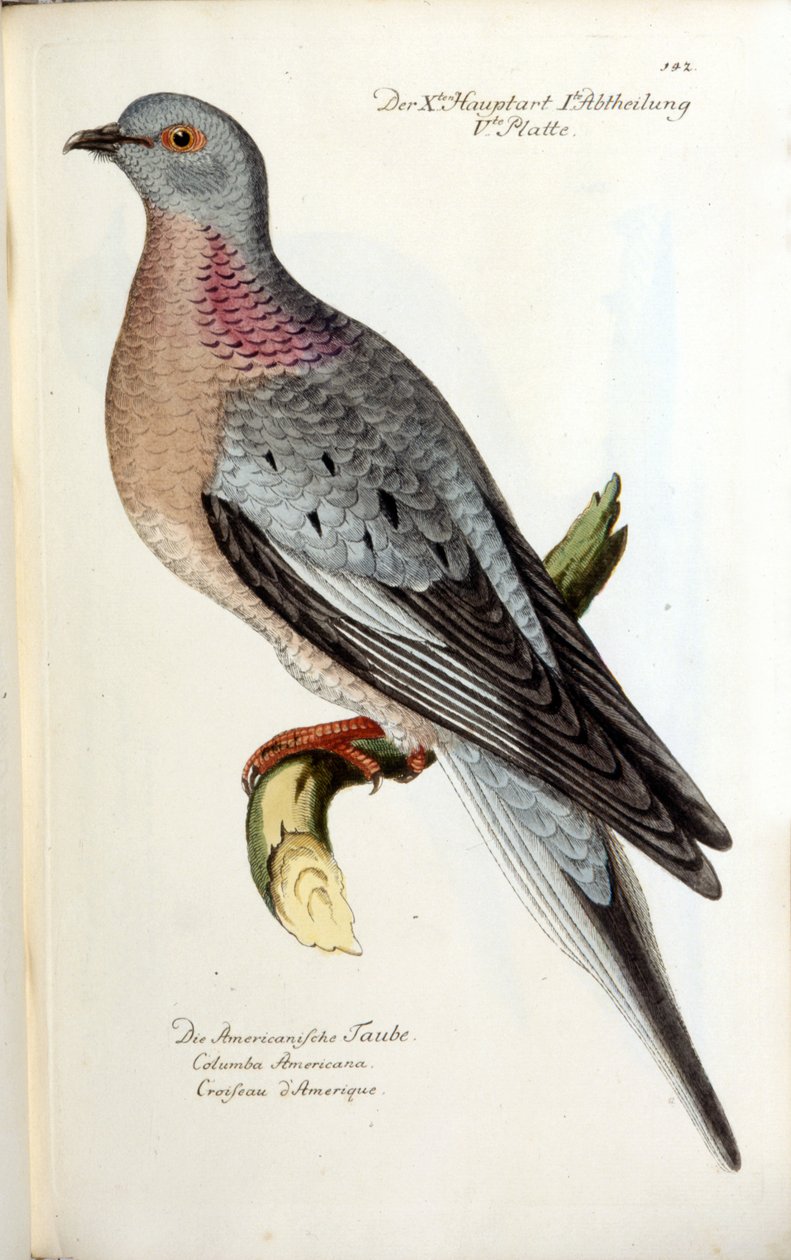 En vandrende due, nu uddød. Zoologisk kort efter Fritsch af Unknown artist