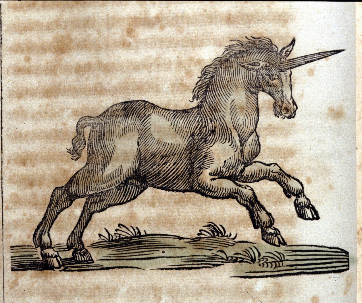 En enhjørning eller enhjørning, mytologisk dyr - Indgravering fra et værk af Athanasius Kircher (1601-1680), jesuite, orientalist og tysk lærd af Unknown artist