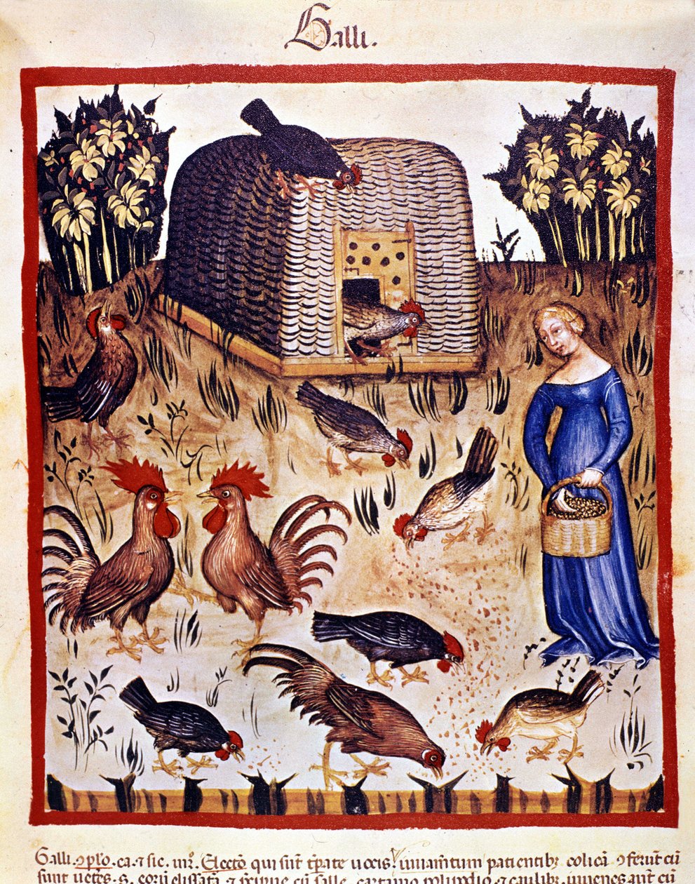 En ung kvinde i en lav gård fodrer høns og haner. Belysning fra malkning af medicin og diætetik "" Tacuinum sanitatis"" af Unknown artist