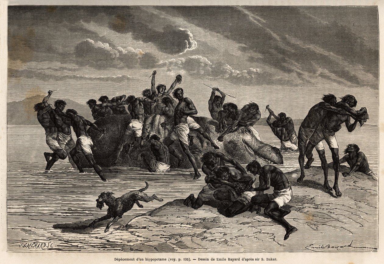 Efter at have taget sin del og den andel, der tilskrives lederen af Hamran-stammen, kæmper folkemængden brutalt om de resterende brikker. Gravering for at illustrere udforskningen af Nilens abessinske bifloder, af Sir Samuel W. Baker, i af Unknown artist