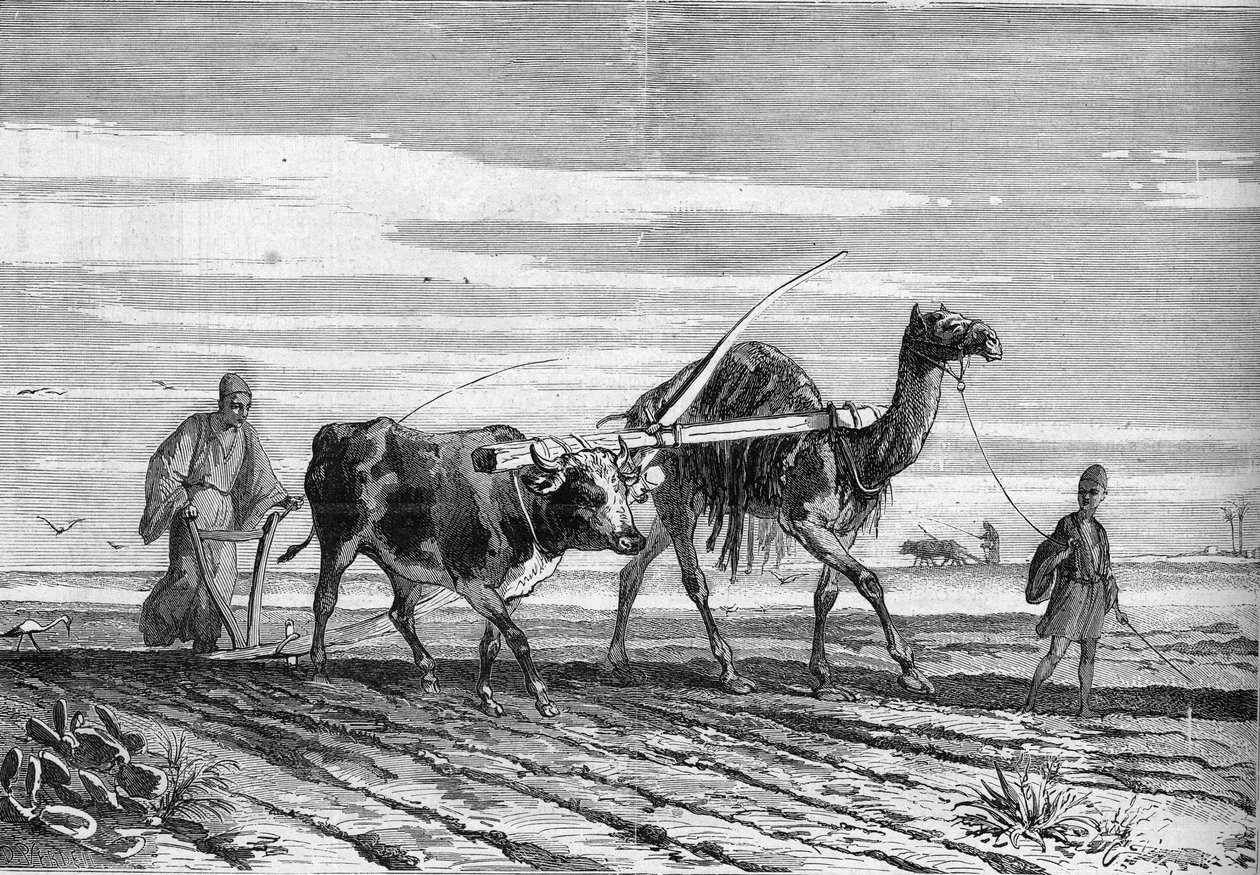 Landbrug i Egypten: en plov trukket af en ko og en kamel. Indgravering i "" Le Monde Illustré"" nr. 1316 af 17. juni 1882. af Unknown artist