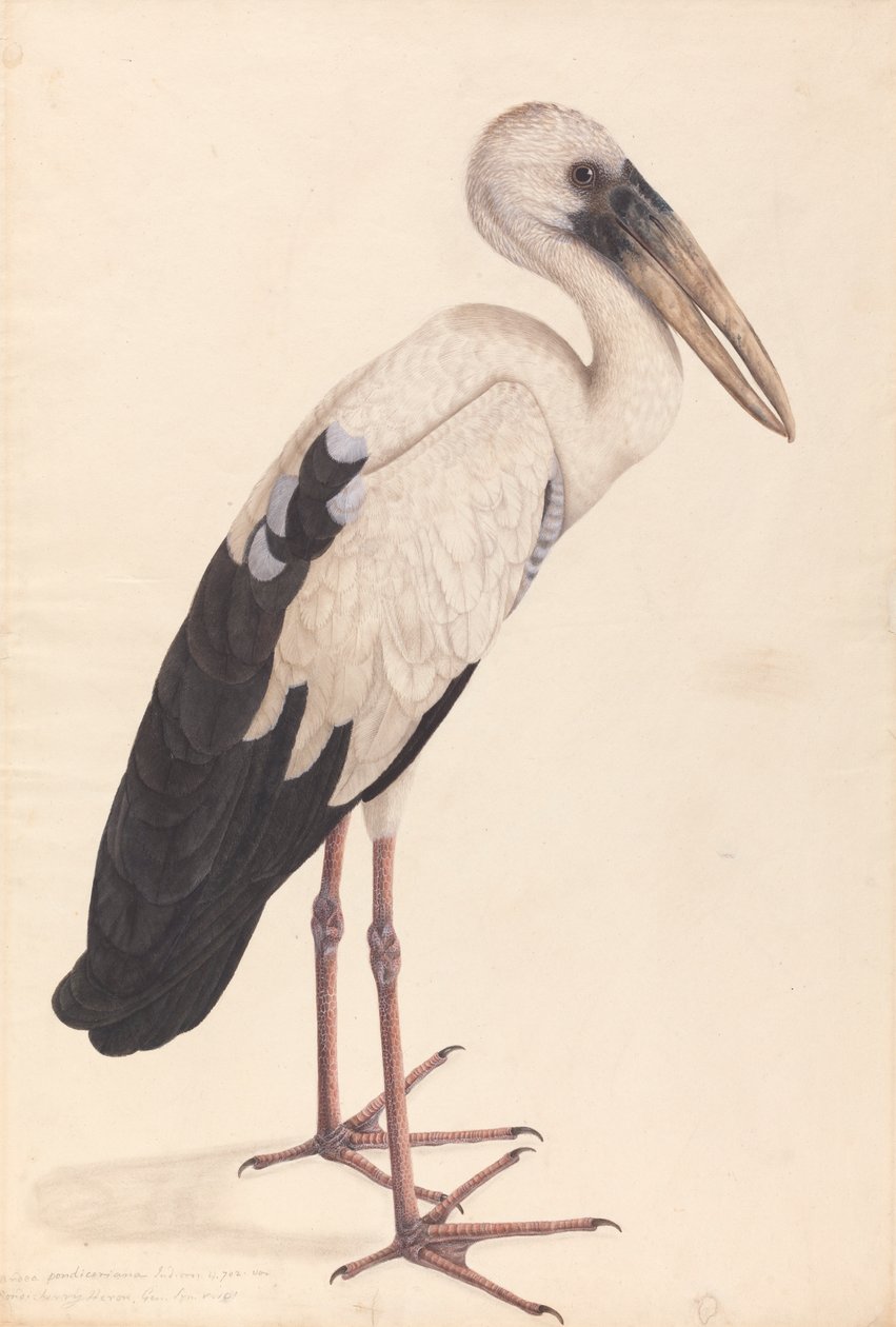 En asiatisk åbennæbstork (Anastomus gaber) af Unknown artist