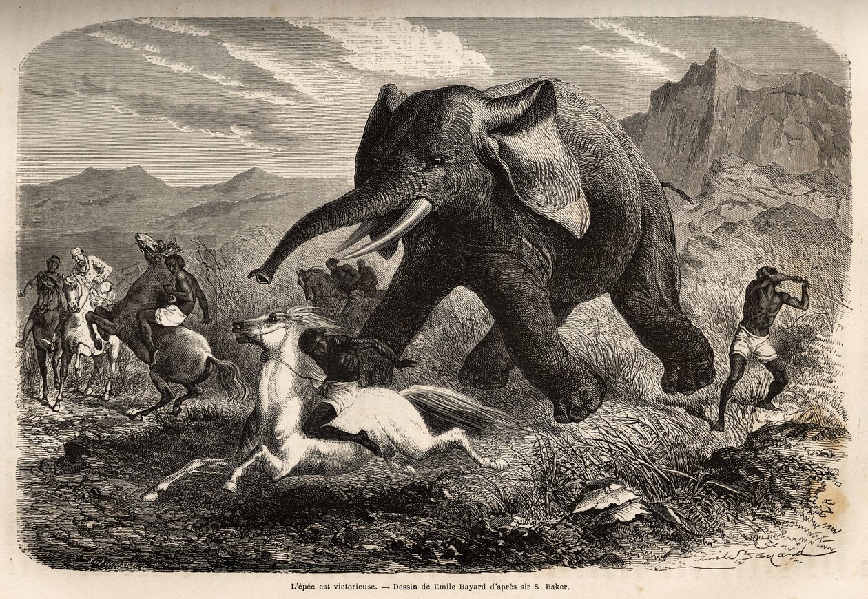 En elefant afslutter troppen, der jagtede ham, og læsser jægerne på hesteryg, mens en af jægerne bevæbner sin arm for at stoppe den og afslutte den med en sump. Gravering for at illustrere udforskningen af Nilens abessinske bifloder, af Sir Samuel W.B. af Unknown artist