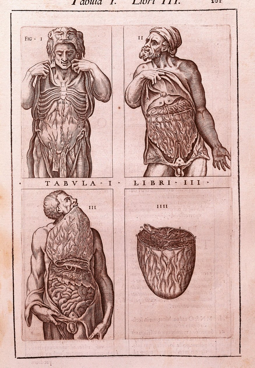 Anatomisk tavle, der repræsenterer: dimensionerne, musklerne i maven, tarmene og maven. Indgravering i "" Anatomia Corporis Humani "" af Juan Valverde De Amusco (1525-1588). Tabel I, bog III. Barcelona. Biblioteca de Catalunya (Nationalbiblioteket i Ca af Unknown artist