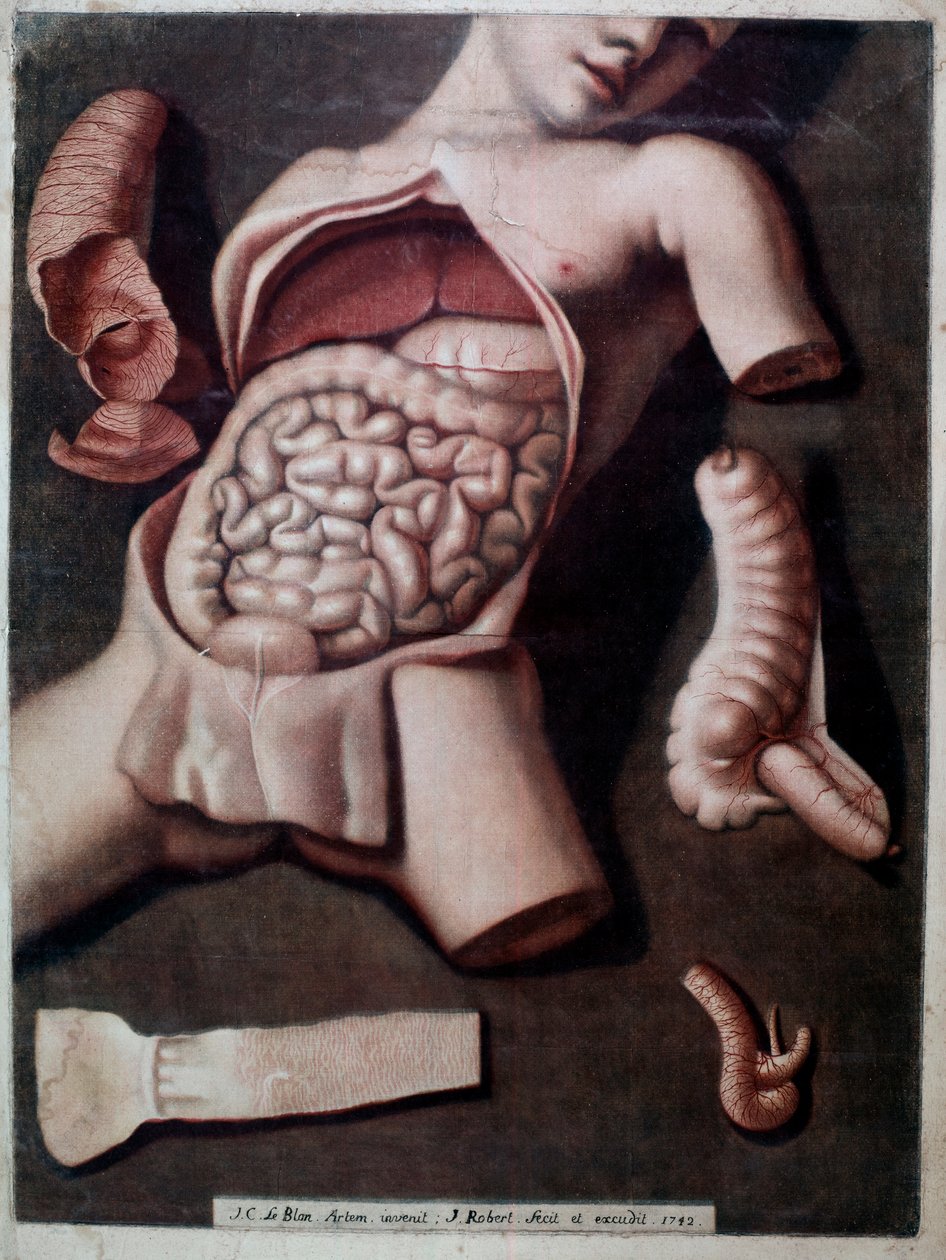 Anatomisk plade, der repræsenterer indersiden af et menneskes underliv: instestin, mave. 1742. Privat Samling af Unknown artist