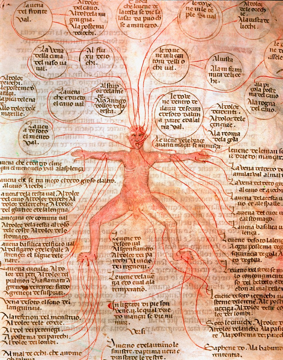 Anatomisk diagram, der illustrerer blodcirkulationen Miniature fra manuskriptet "" De surgia""" Venedig Biblioteca Marciana fra det 13. århundrede af Unknown artist