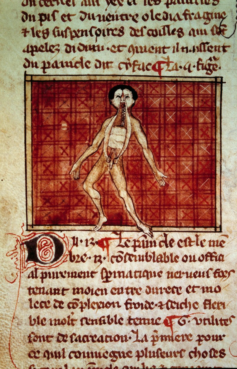 Anatomisk figur: skræl, bryst åben. Miniature fra manuskriptet "" Kirurgi" (Folio 11v) skrevet af Henri de Mondeville (kirurg hos Philippe Le Bel professor i anatomi) af Unknown artist