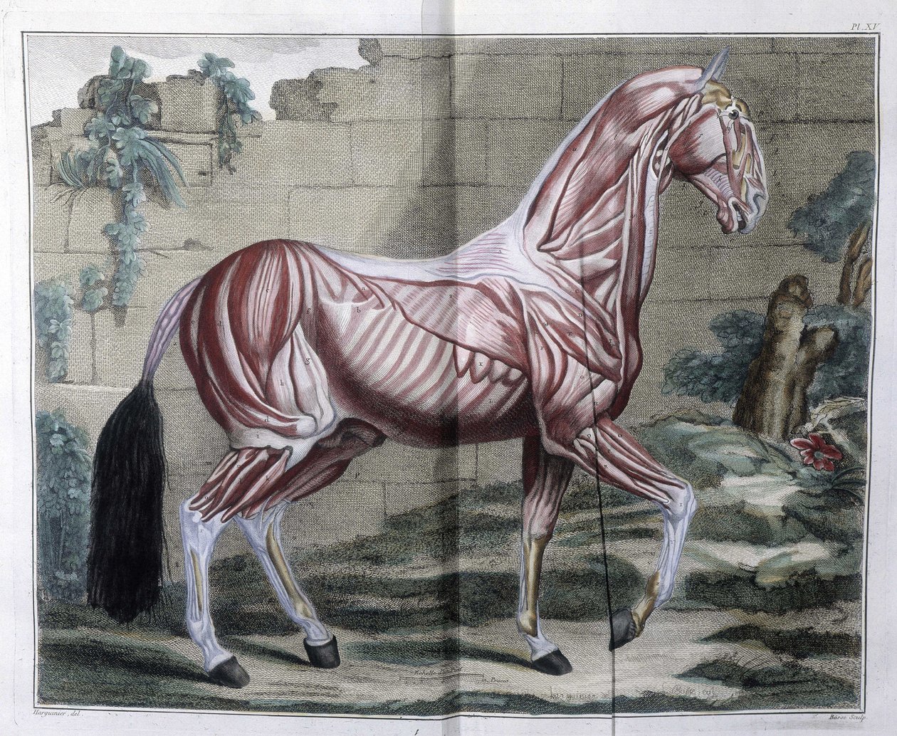 Hestens anatomi: "" Hippiatric Course, complete treatise of horse medicine"" af P. E Lafosse af Unknown artist