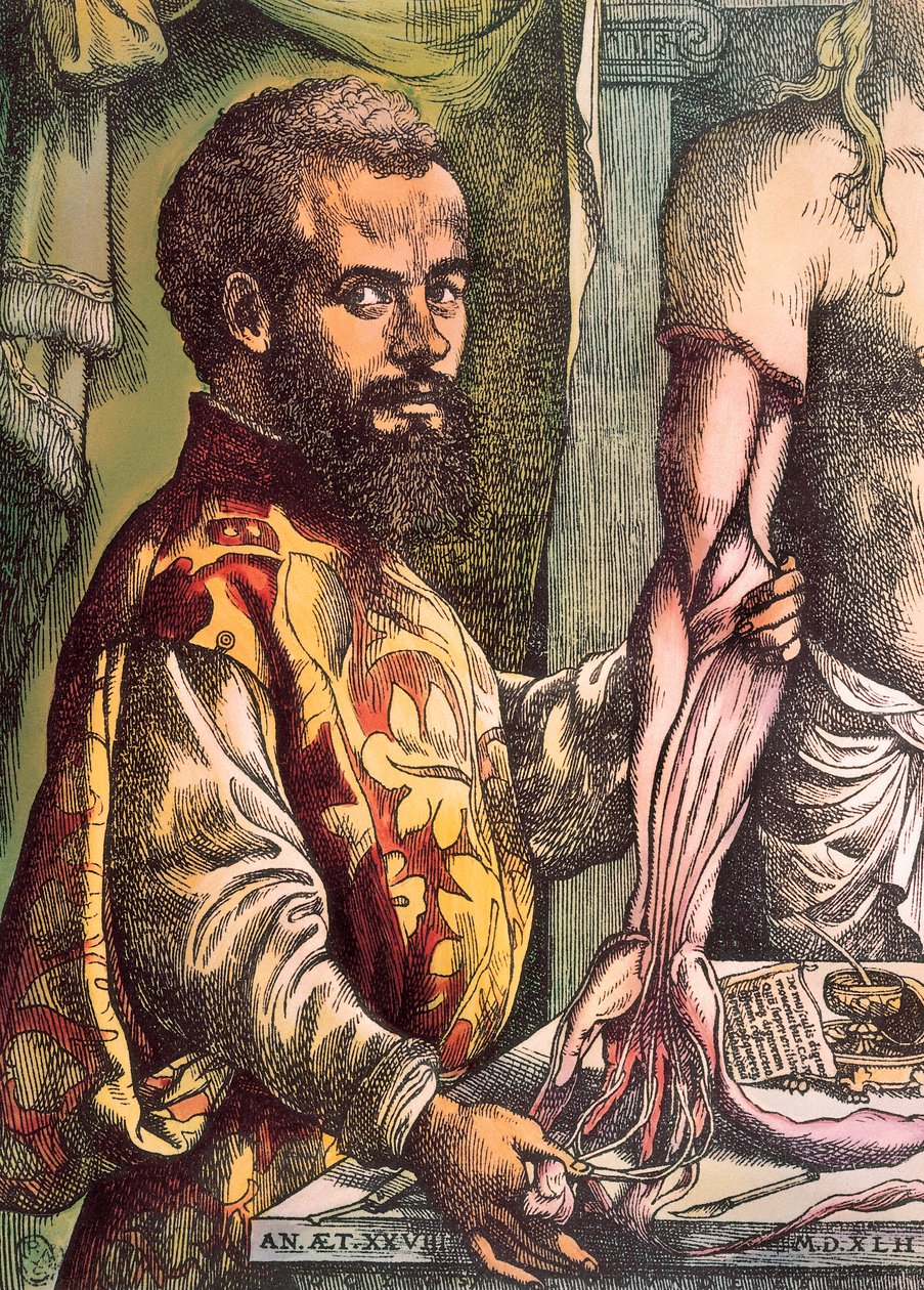 Andreas Vesalius (gravering af Unknown artist