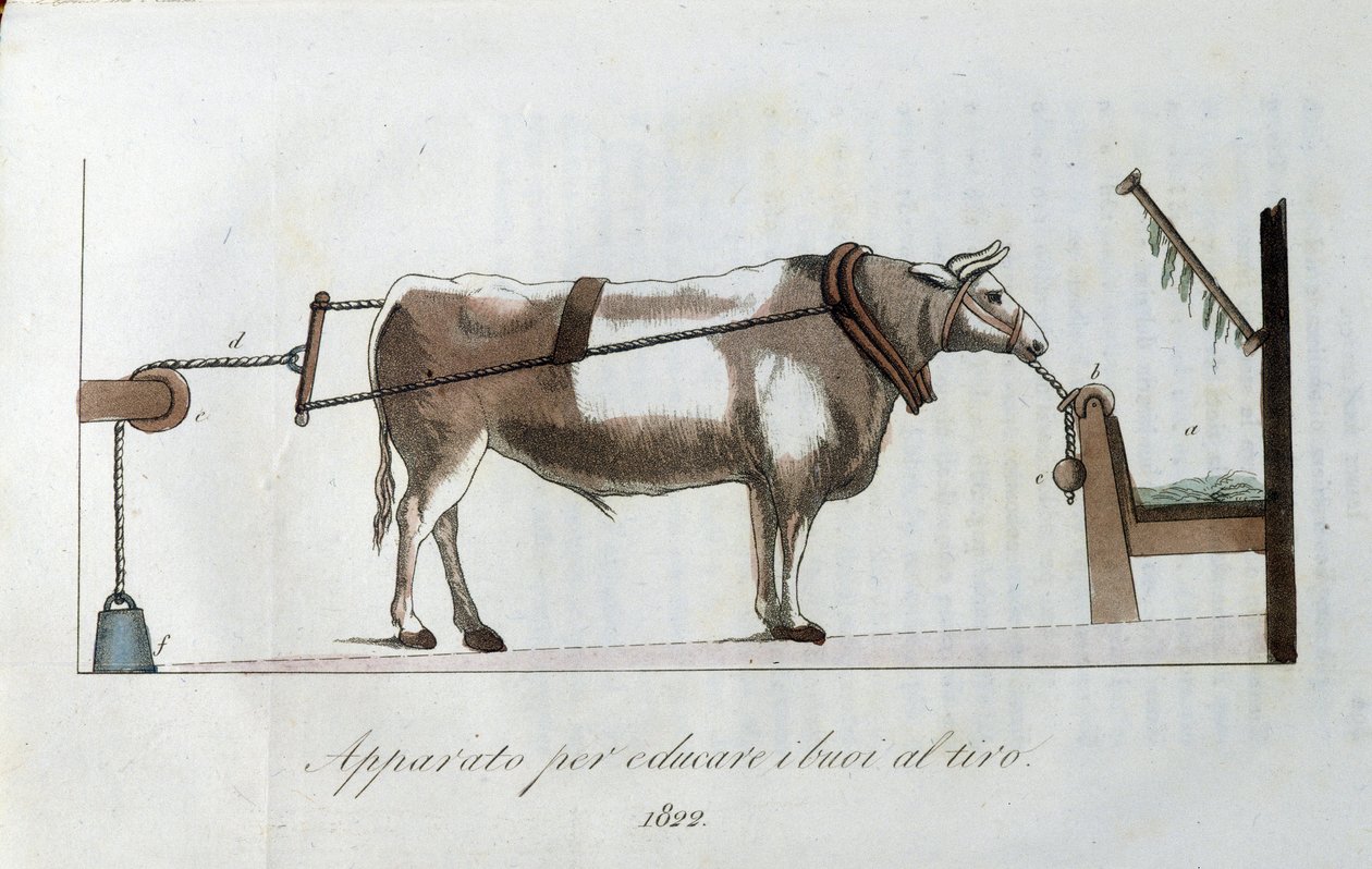 Apparat til at vænne okser til linen. Plade taget fra "" Journal of agriculture, arts and techniques "" (Revue d
