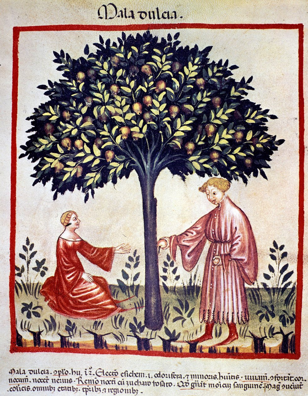 Æbler plukker. Belysning fra malkning af medicin og diætetik "" Tacuinum sanitatis"" af Unknown artist