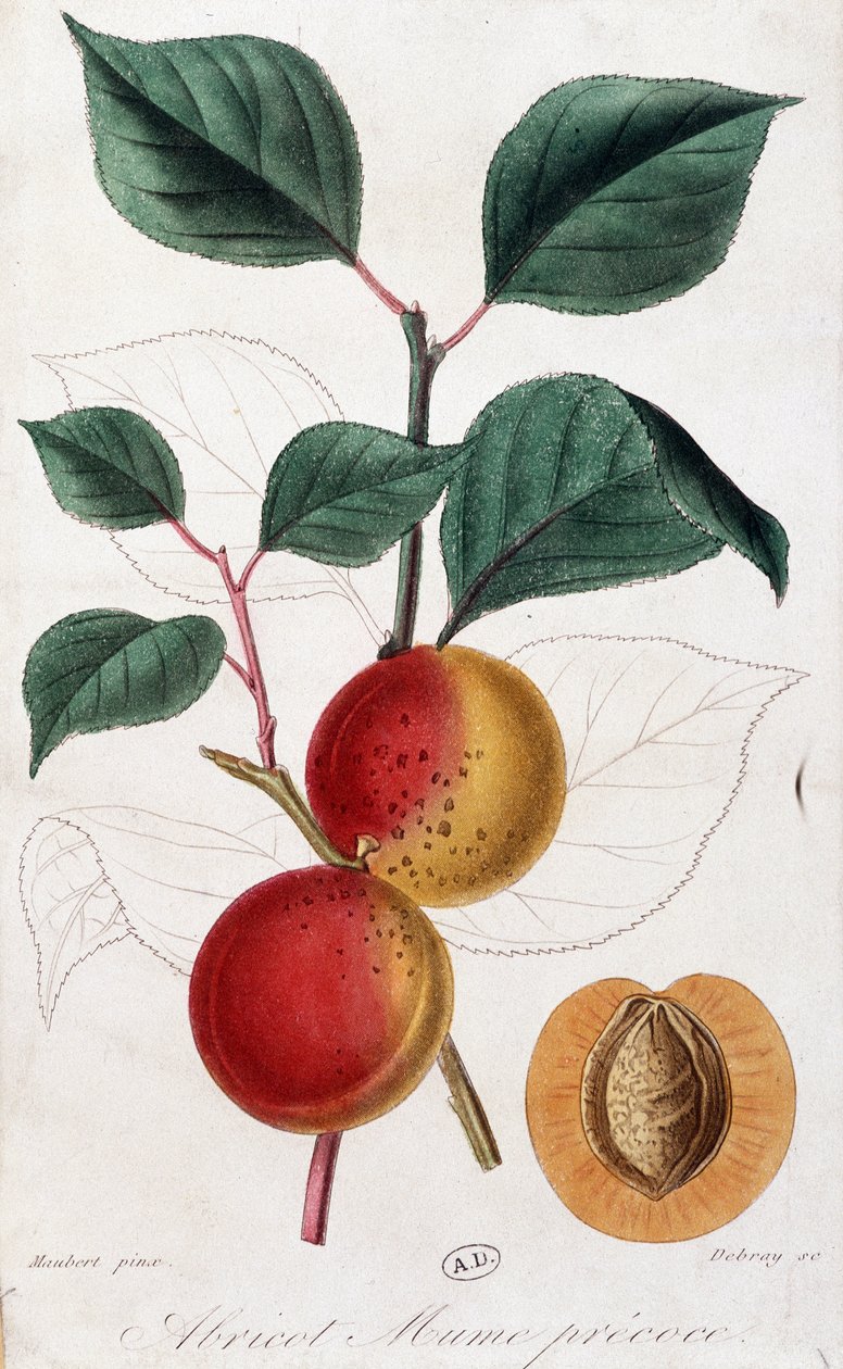 Abrikos - botanisk bord af Unknown artist