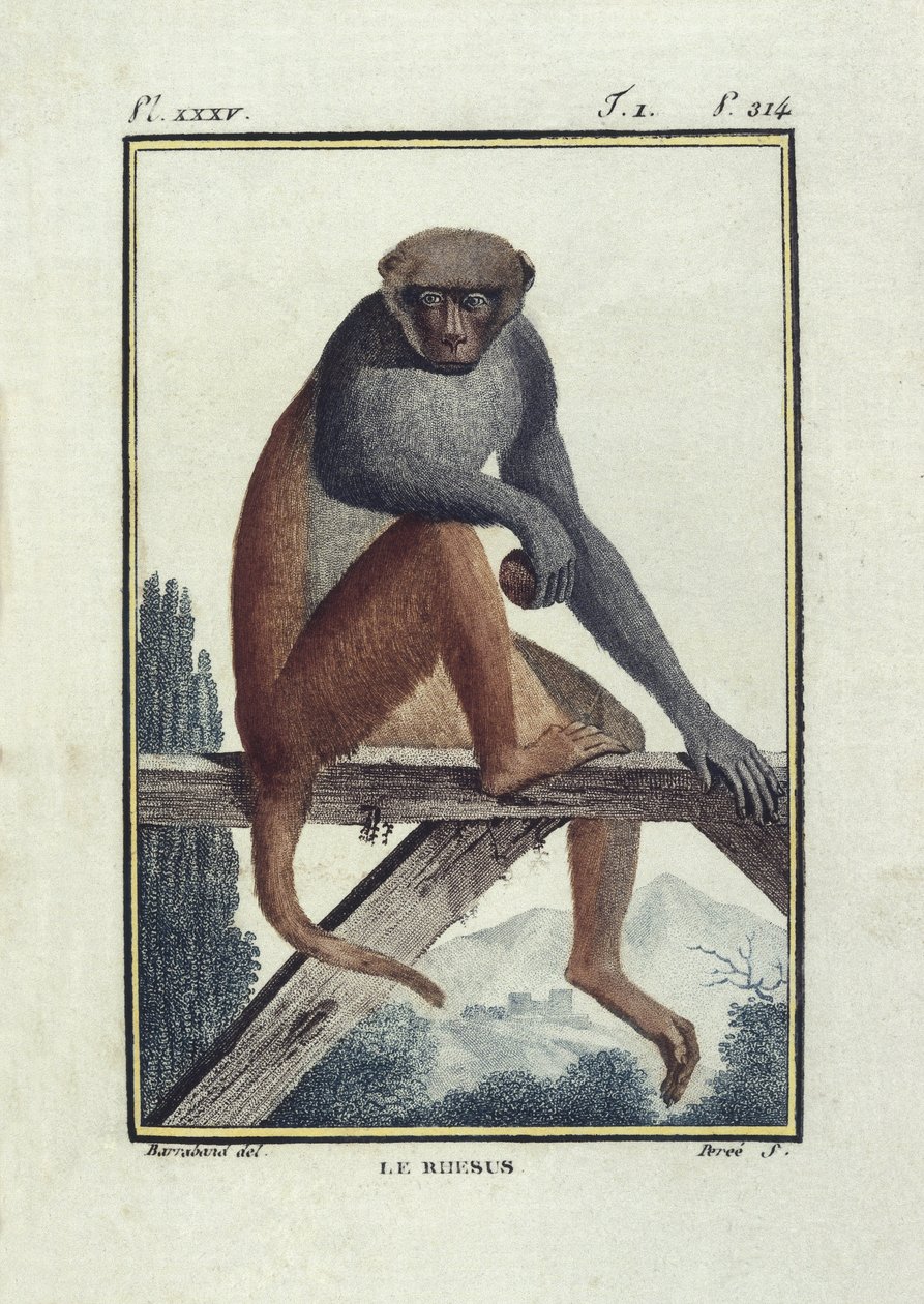 BUFON, Georges-Louis Leclerc, greve af (1707-1788). Rhesusaber (rhesus). Illustration af "Histoire naturelle, generale et particular" af Unknown artist