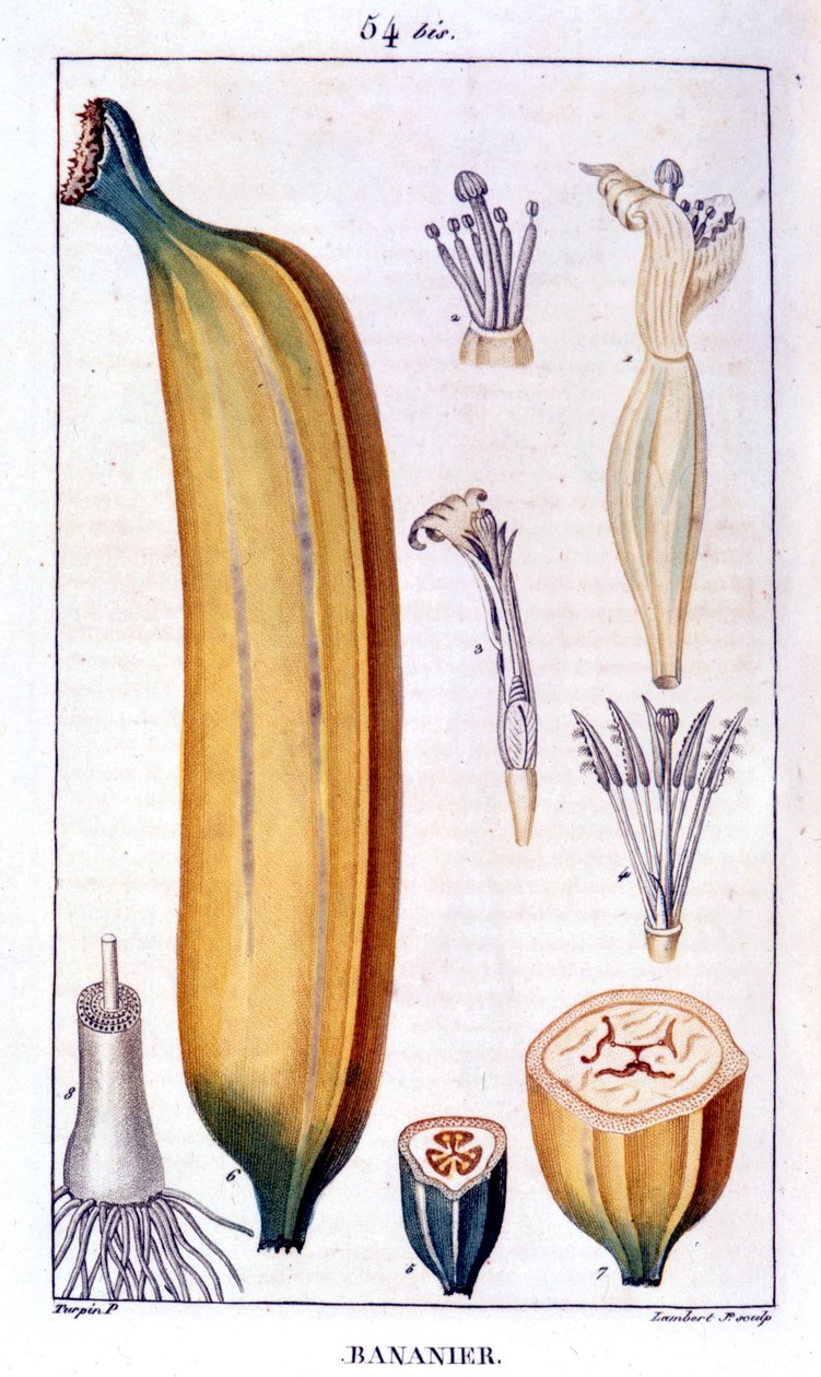 Banantræ - gravering af det 19. århundrede. af Unknown artist
