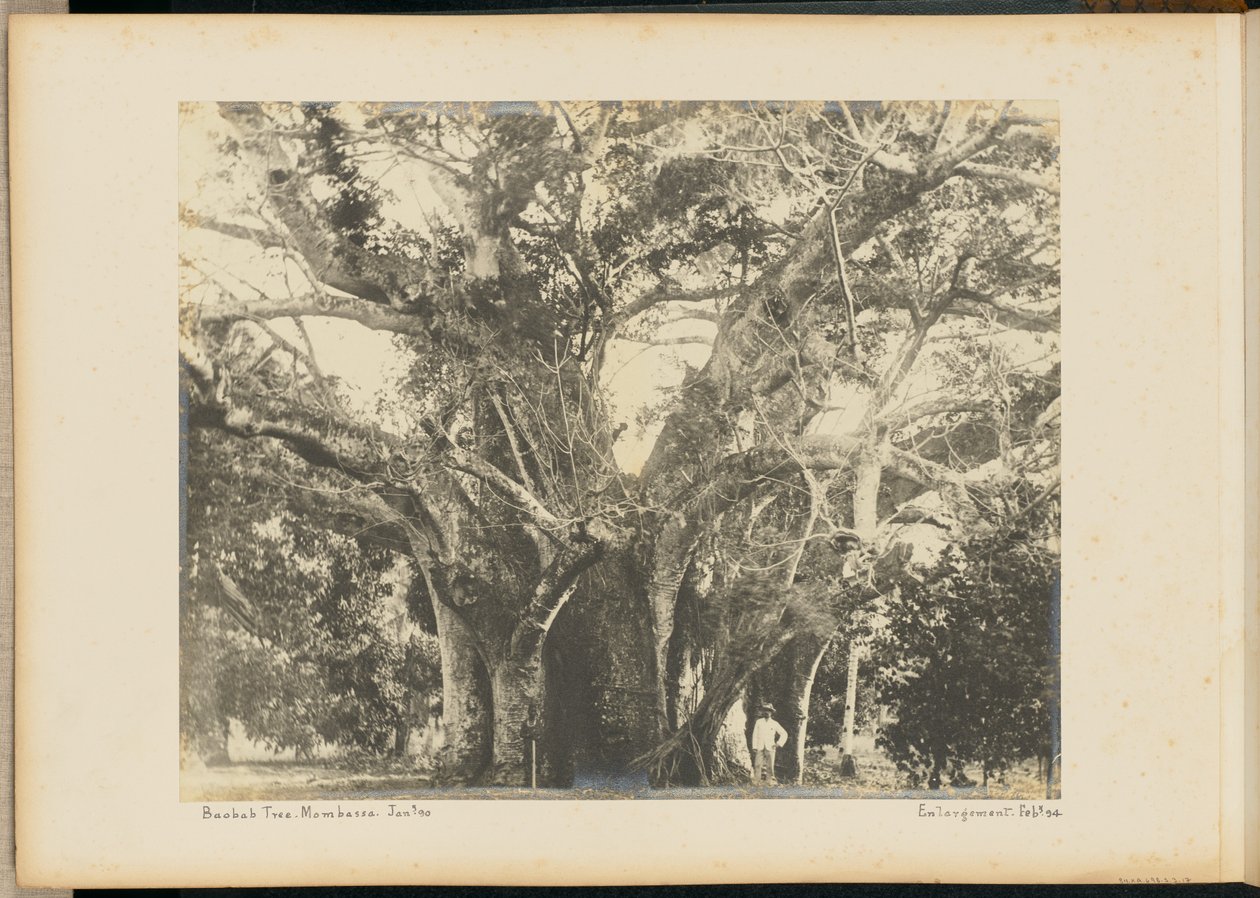 Baobabtræ. Mombassa. af Unknown artist