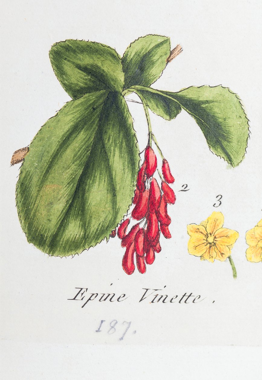Berberis af Unknown artist