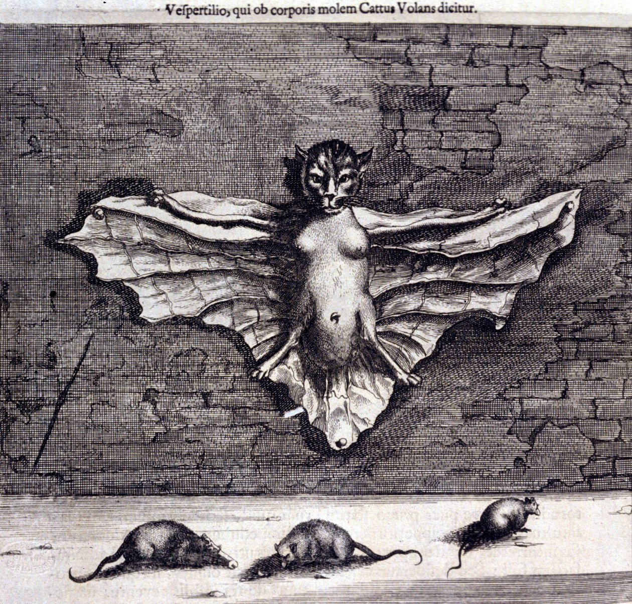 Flagermus og rotter. "De China Monumenta" af Athanasius Kircher af Unknown artist