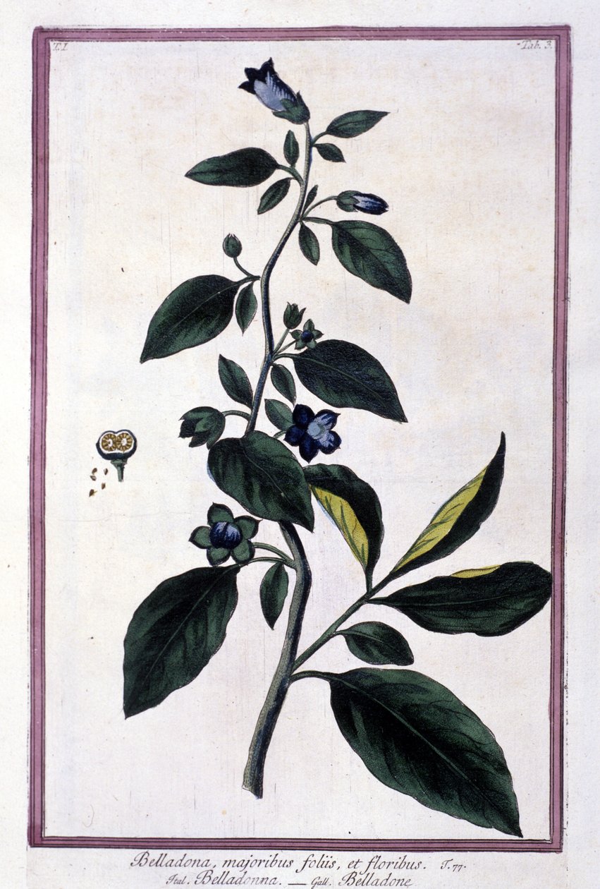 Belladonna, blomster og bær. Giftig plante brugt i medicin. Gravering efter et herbarium fra det 19. århundrede. af Unknown artist