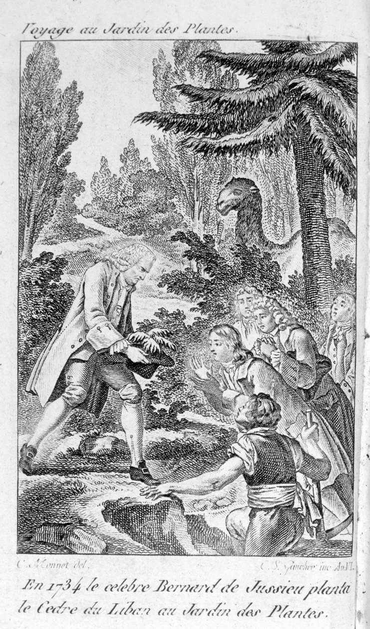 Bernard de Jussieu, fransk botaniker (1699-1777) planter et cedertræ fra Libanon i planternes have i Paris af Unknown artist