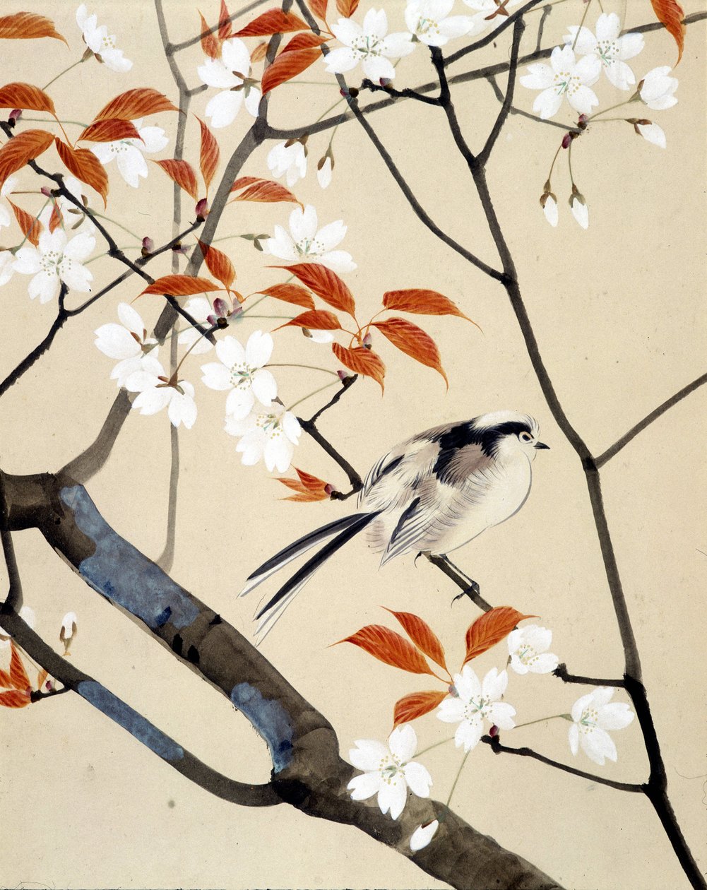Fugle- og kirsebærtræ i blomst - japansk tegning af Riou Chim, slutningen af det 19. århundrede af Unknown artist