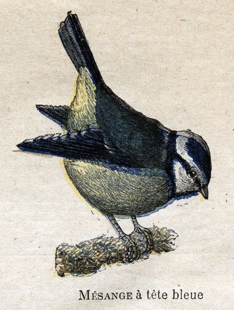 Fugle nyttige til landbrug: blåhovedet middelmåde af Unknown artist