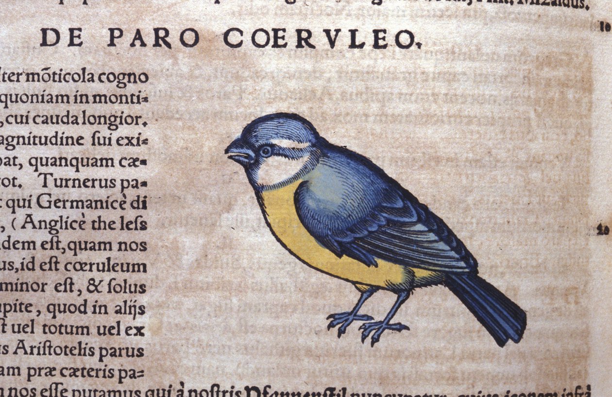Blue Passereau i Historia Animalium af Conrad Gesner (1516 - 1565), Tiguri af Unknown artist
