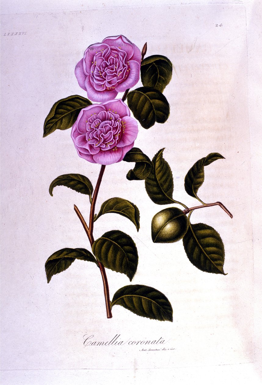 Botanisk bestyrelse: Camelia. 1800-tals gravering af Unknown artist