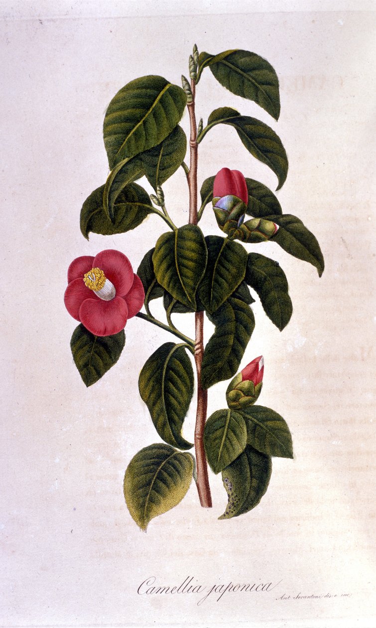 Botanisk tavle: Camelia fra Japan. 1800-tals gravering af Unknown artist