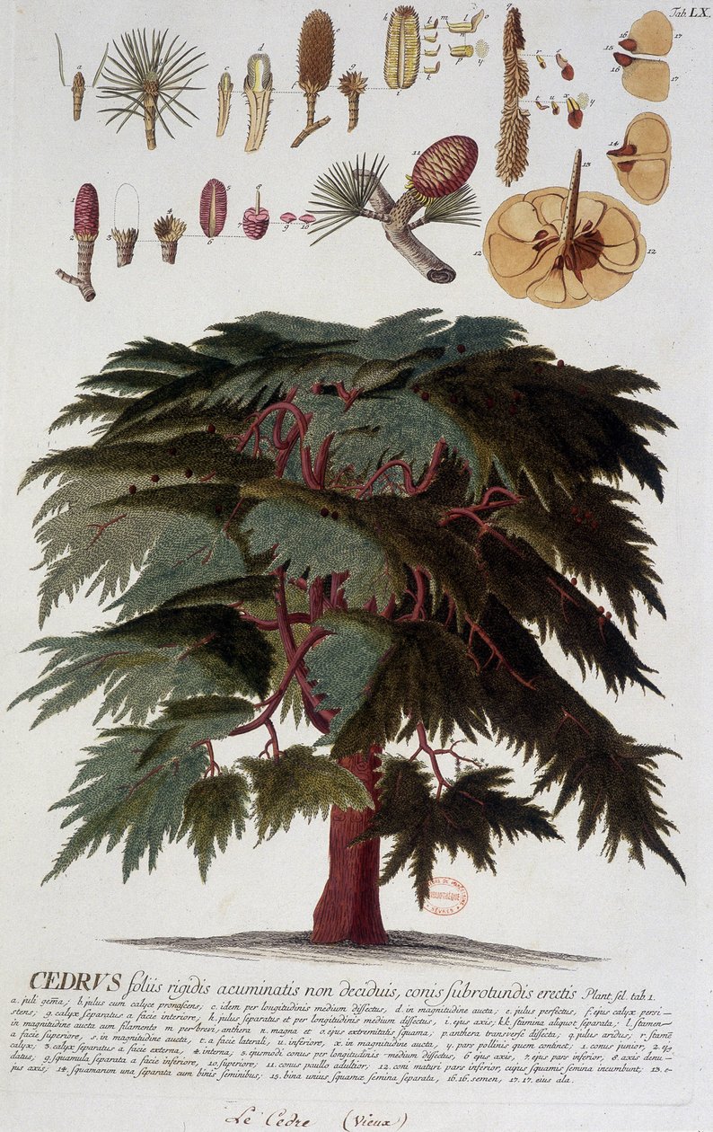 Botanisk tavle: Ceder. n.d. 19. århundrede. af Unknown artist