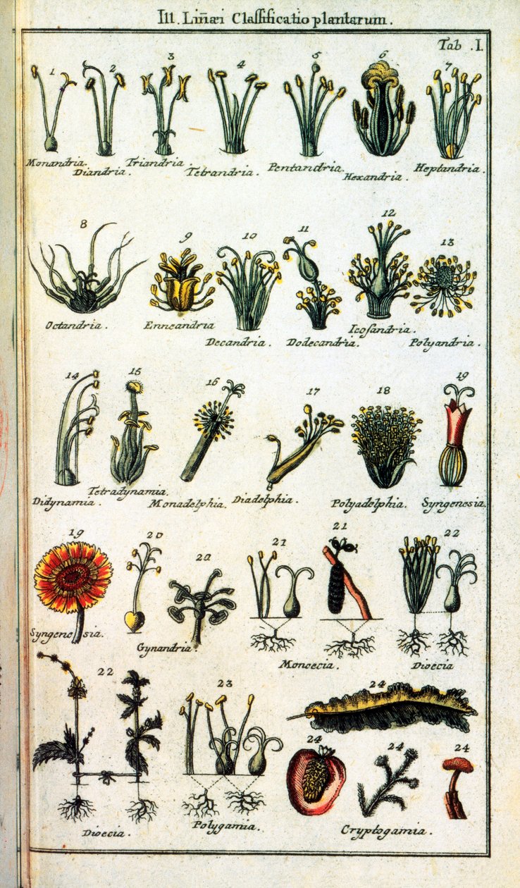Botanisk tavle: Klassificering af planter af Carl von INNE (1707-1778), svensk naturforsker i "" Compendium Botanices Systematis Linnean ". Udgave af Unknown artist