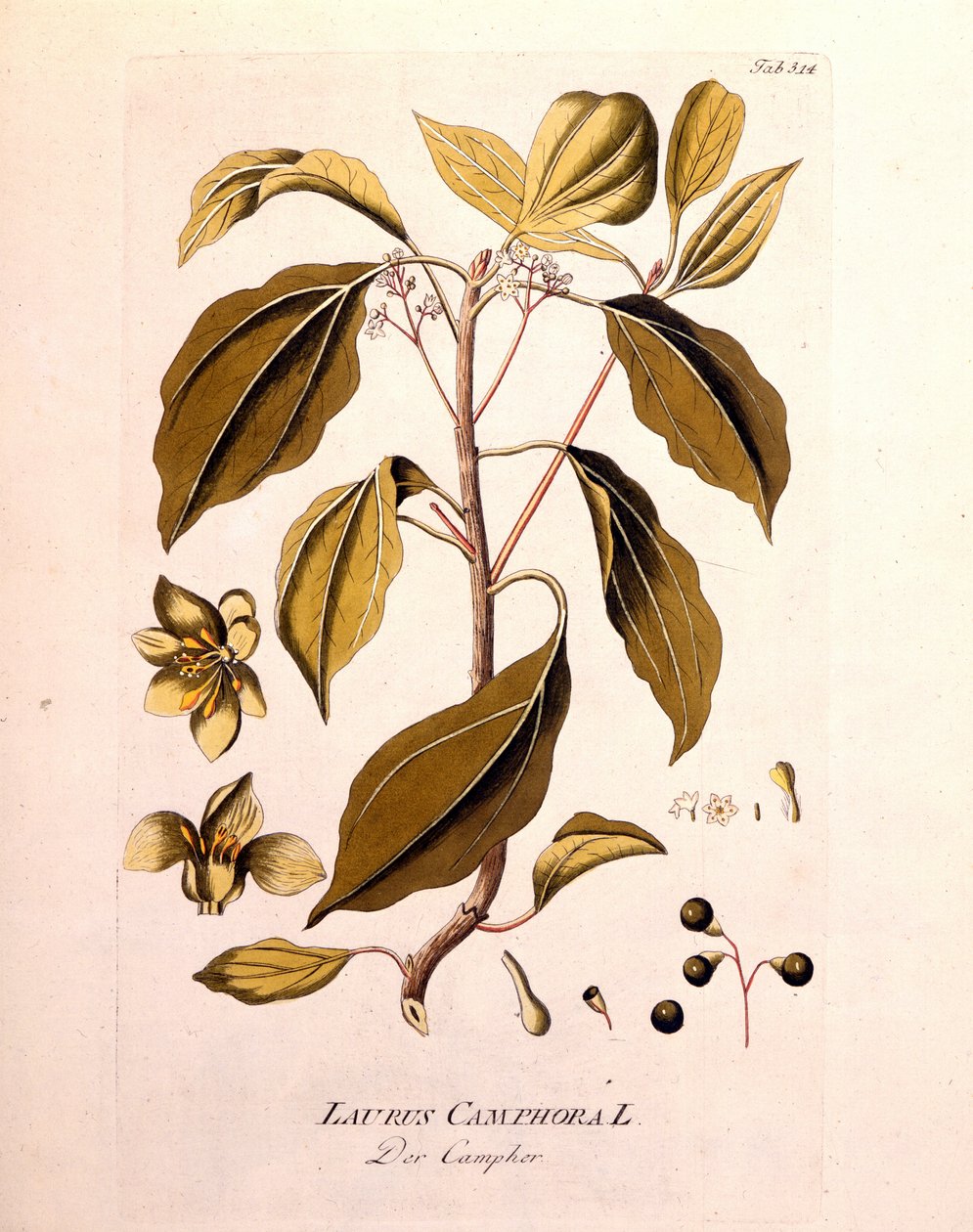 Botanisk tavle: kamfer (Laurus Camphora). Indgravering i "" da Icons Plantarum medicinalium"" af Joseph Jacob von Plenck, østrigsk læge og botaniker (1738-1807), Wien 1791. af Unknown artist