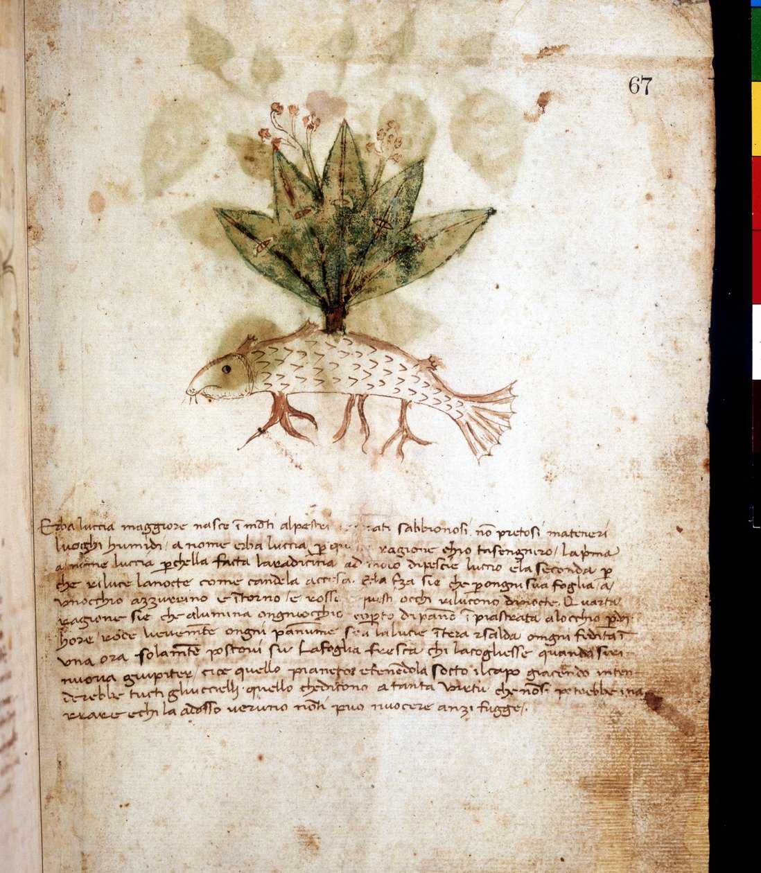 Botanisk tavle, der repræsenterer græsset "luccia maggiore"" eller geddeformet græs. Riminis bibliotek af Unknown artist