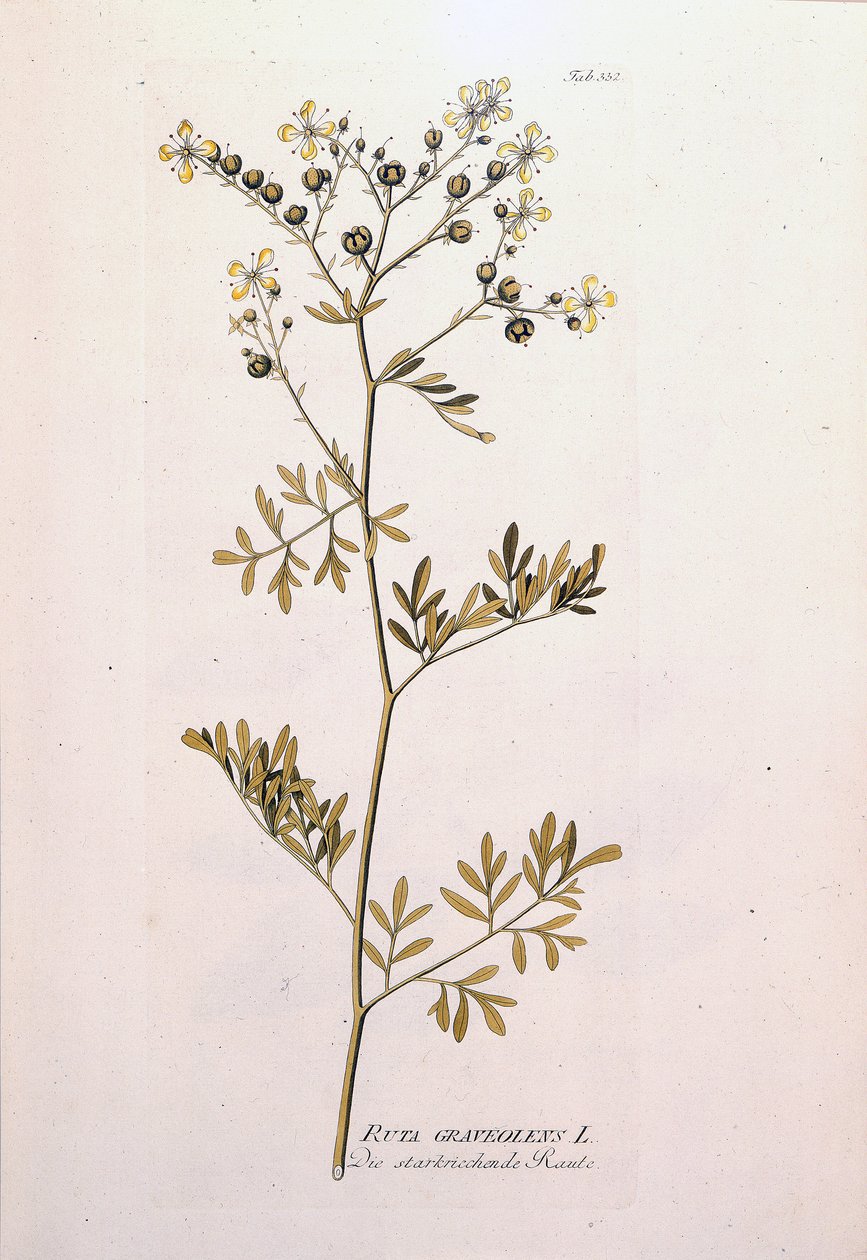 Botanisk tavle: rue officinale (Ruta graveolens). I "Icons of Medicinal Plants" af J.J.Plenck, Wien, Østrig af Unknown artist