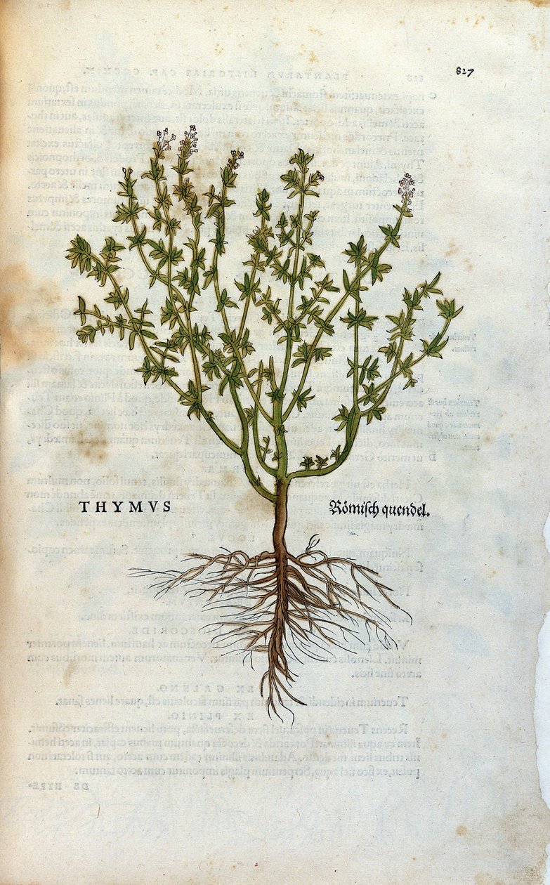 Botanisk plade: Timian (Thymus) Herbarium af Lheonard Fuchs, "History of Stirpium", Bale af Unknown artist