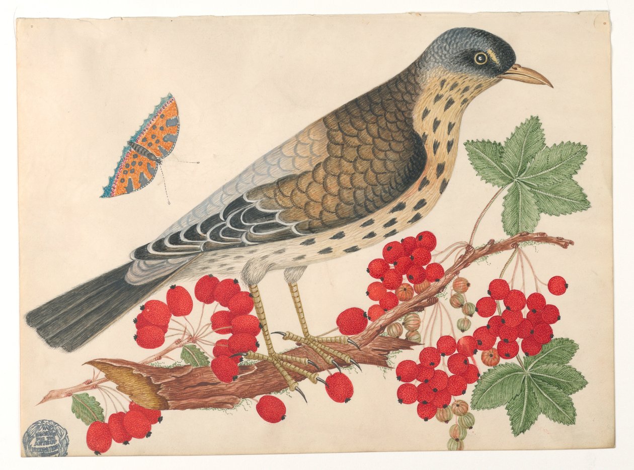 Brun fugl på gren med persimmons og en sommerfugl af Unknown artist