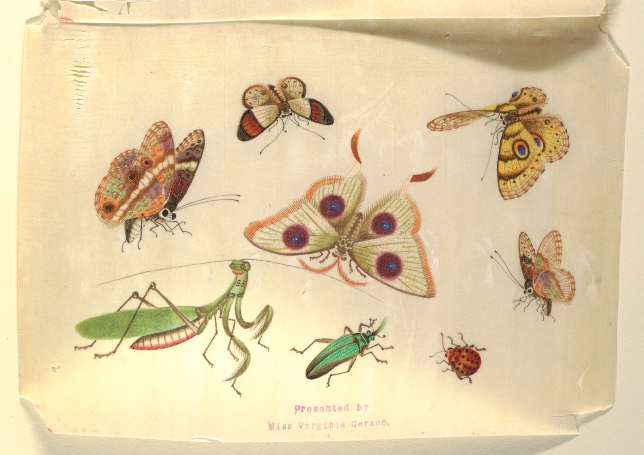 Sommerfugle og andre insekter af Unknown artist