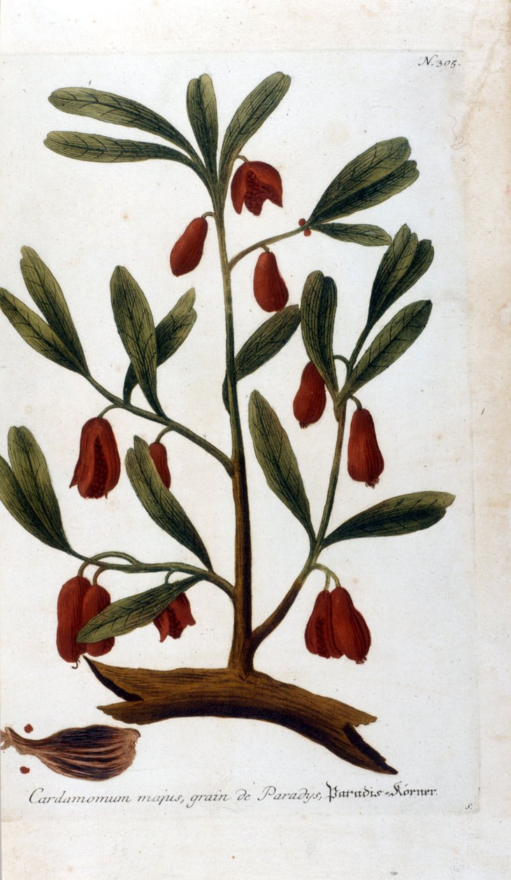 Kardemomme. 1700-tals gravering. af Unknown artist