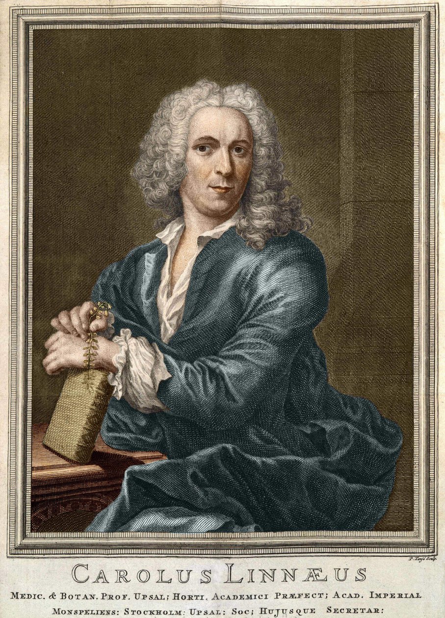 Carl Von Linné svensk naturforsker og forfatter (1707 - 1778) af Unknown artist
