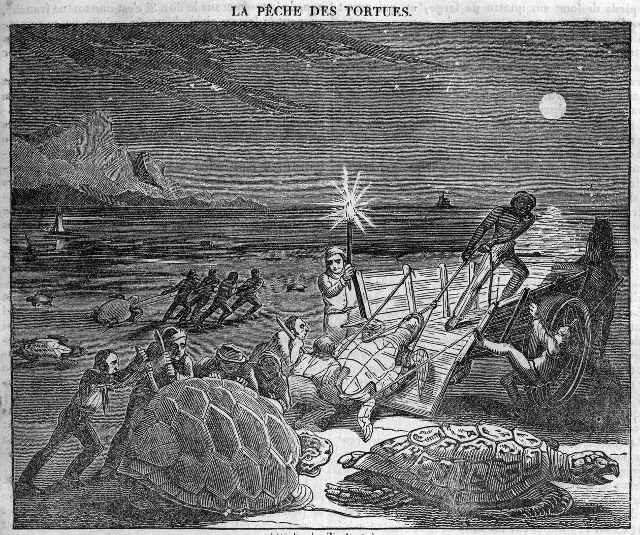 At fange skildpadder på Cubas kyst - gravering af det 19. århundrede af Unknown artist