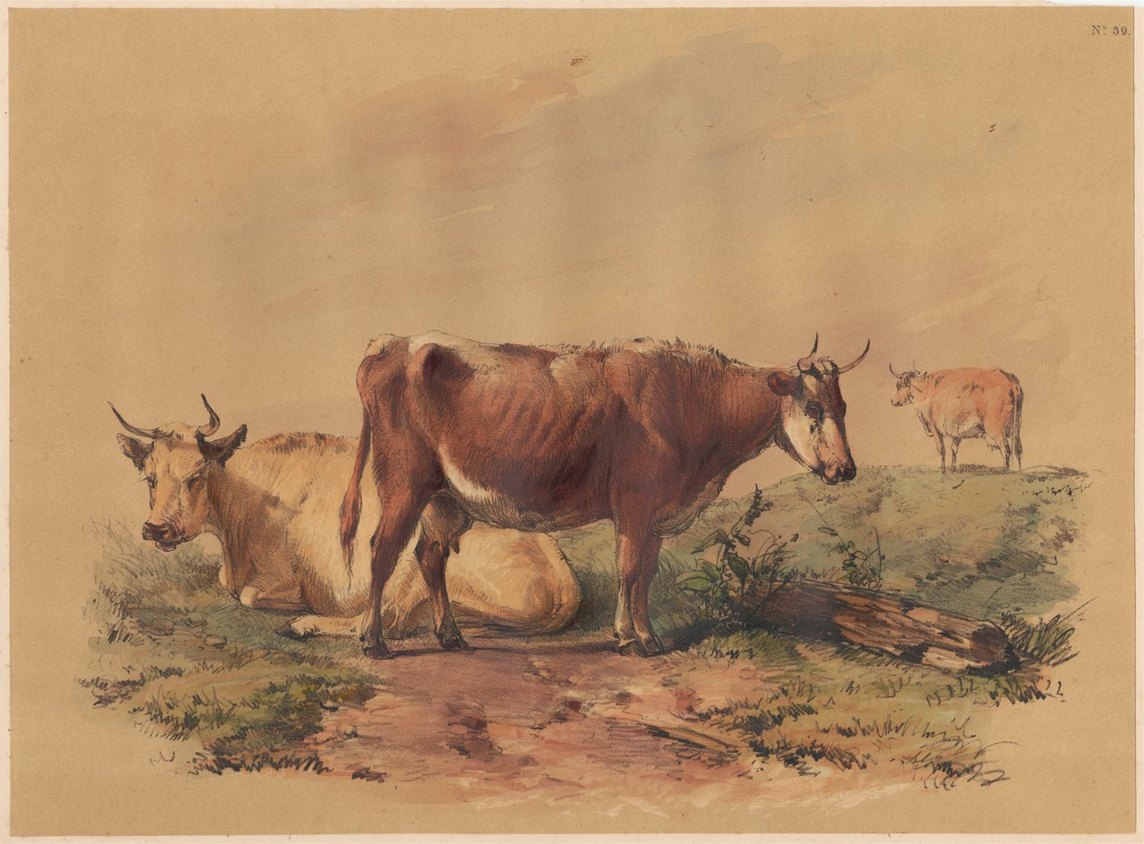 Kvæg af Unknown artist