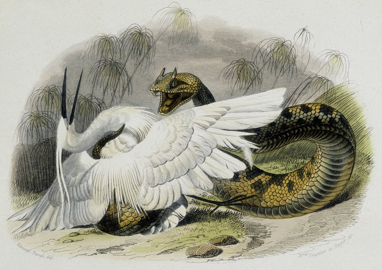Ceraste (slange af hugormefamilien) slår en fugl. 1800-tals gravering fra tegningen af den franske naturforsker Lacepede (1756-1709). af Unknown artist