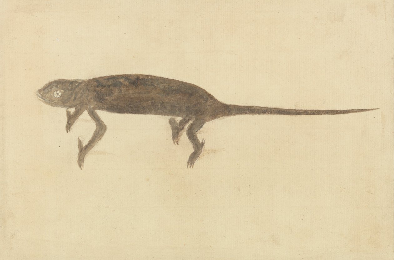 Kamæleon Kamæleon af Unknown artist