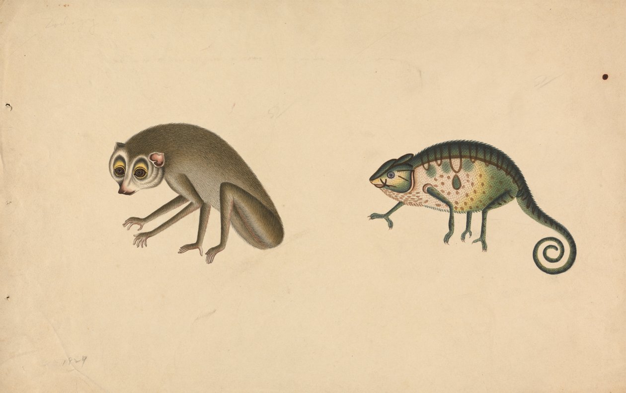 Kamæleon og et pattedyr af Unknown artist