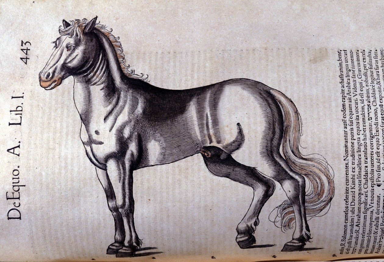 Cheval. i Historia Animalium af Conrad Gesner (1516 - 1565), Tiguri af Unknown artist