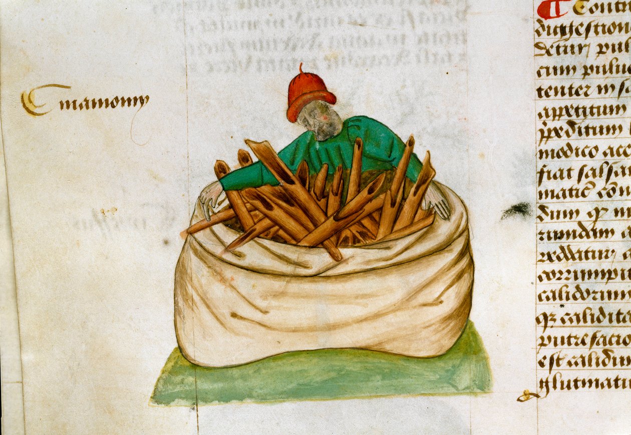 Kanel Sælger Beskrivelse af lægeplanter og hvordan man forbereder dem. Manuskriptside "" Godbidder på urter"" (Tractatus de herbis) af Pedanius Dioscorides (Dioscorides) (40-90 e.Kr.) Lat.1152 af Unknown artist